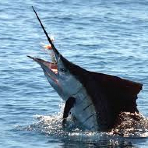 Turks and Caicos Fishing