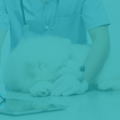 Veterinary Software Programs